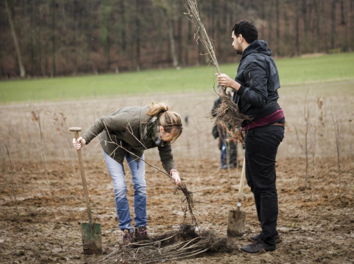 Bosplantactie Hallerbos