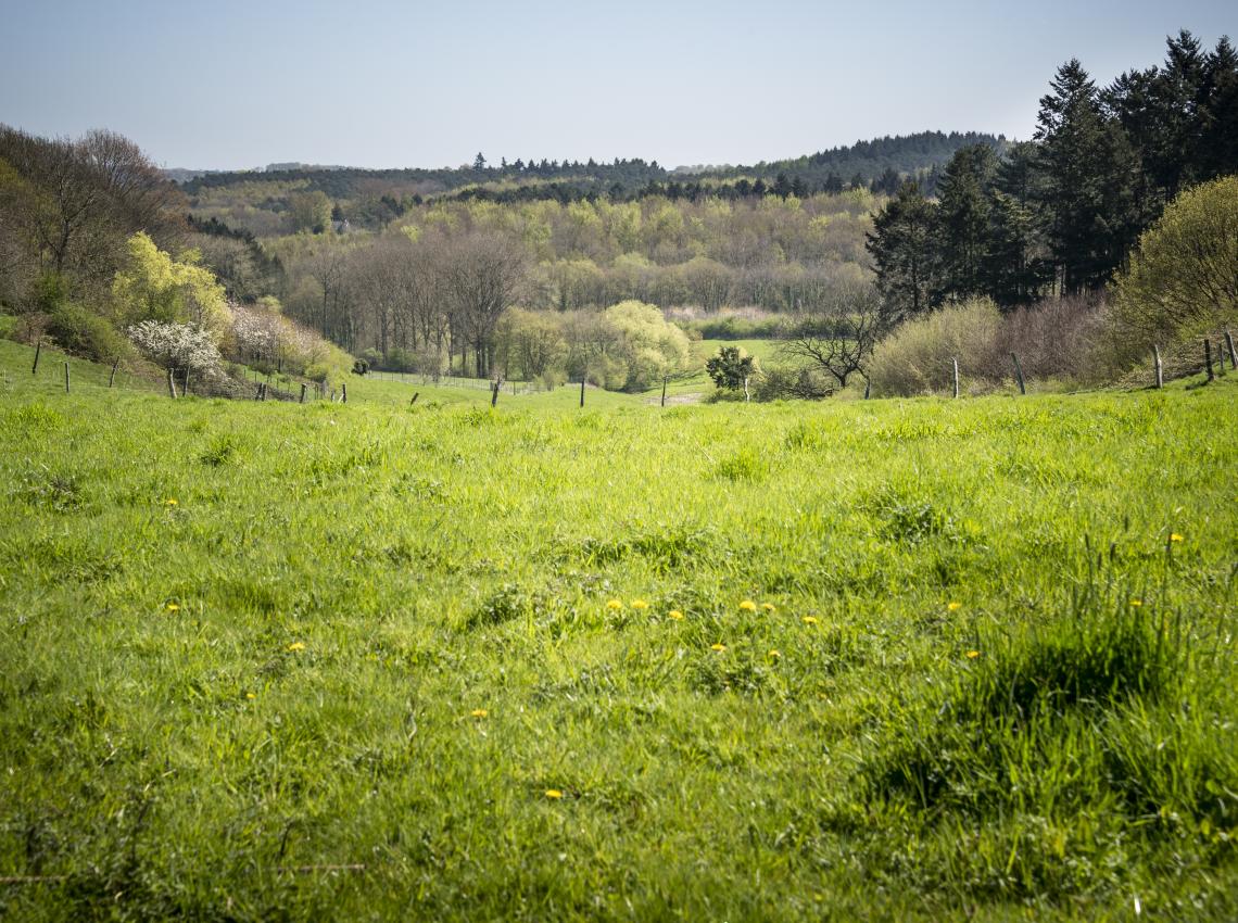 Hallerbos vergezicht