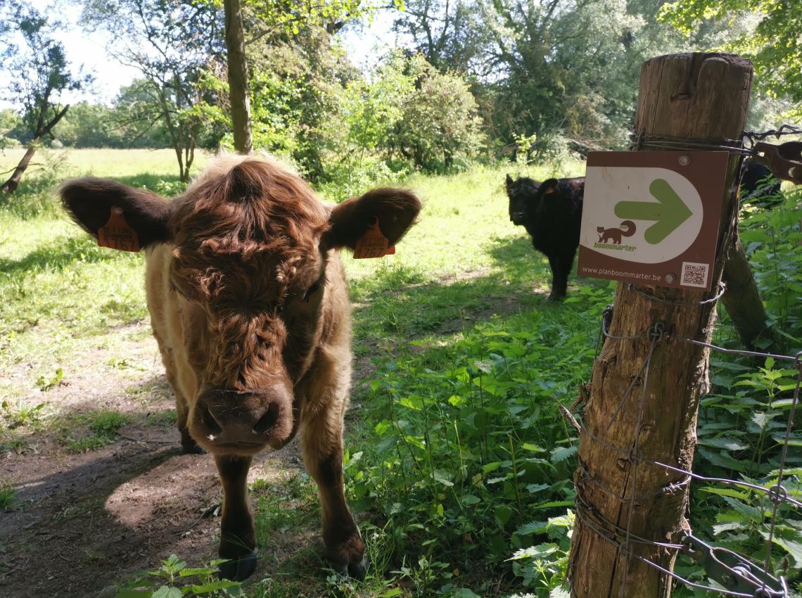 Plan Boommarter doeners